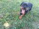 Rottweiler Puppies for sale in Fredericksburg, IN 47120, USA. price: $700