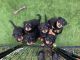 Rottweiler Puppies for sale in Glide, OR, USA. price: NA