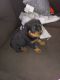 Rottweiler Puppies for sale in Collinsville, OK 74021, USA. price: NA