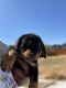 Rottweiler Puppies for sale in Pittsburg, CA 94565, USA. price: NA