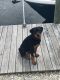 Rottweiler Puppies for sale in Brick Township, NJ, USA. price: NA
