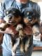 Rottweiler Puppies for sale in Dharwad, Karnataka, India. price: 20000 INR