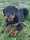Rottweiler Puppies for sale in Illiopolis, IL 62539, USA. price: NA