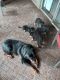 Rottweiler Puppies for sale in Pinellas County, FL, USA. price: NA
