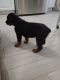 Rottweiler Puppies for sale in Oklahoma City, OK, USA. price: $1,000
