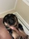 Rottweiler Puppies for sale in 4875 Palmetto Ct, Naples, FL 34112, USA. price: NA