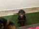Rottweiler Puppies for sale in Kanpur, Uttar Pradesh, India. price: 8000 INR