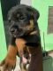 Rottweiler Puppies for sale in Pilkhuwa, Uttar Pradesh 245304, India. price: 7000 INR
