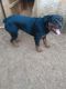 Rottweiler Puppies for sale in Sparta, TN 38583, USA. price: NA