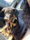 Rottweiler Puppies for sale in Centereach, NY, USA. price: NA