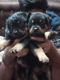 Rottweiler Puppies for sale in Maula Ali, Taltala, Kolkata, West Bengal, India. price: 15000 INR