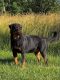 Rottweiler Puppies for sale in Mansfield, MO 65704, USA. price: NA
