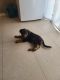 Rottweiler Puppies for sale in Las Vegas, NV, USA. price: $850