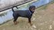 Rottweiler Puppies for sale in Coimbatore, Tamil Nadu, India. price: 25000 INR