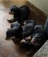 Rottweiler Puppies for sale in Ashburn, GA 31714, USA. price: NA