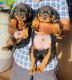 Rottweiler Puppies for sale in Muradpur, Chiplun, Maharashtra 415605, India. price: 18000 INR