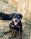 Rottweiler Puppies for sale in Conroe, TX, USA. price: NA