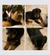 Rottweiler Puppies for sale in Fort Smith, AR, USA. price: $500