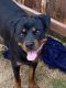 Rottweiler Puppies for sale in Magnolia, TX 77354, USA. price: NA