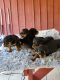 Rottweiler Puppies for sale in 1865 Pine Tree Rd, Atoka, OK 74525, USA. price: NA