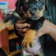 Rottweiler Puppies for sale in Austin Town, Neelasandra, Bengaluru, Karnataka 560047, India. price: 12000 INR