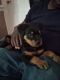 Rottweiler Puppies for sale in Charlotte, NC, USA. price: $900