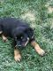 Rottweiler Puppies for sale in North Highlands, CA, USA. price: NA