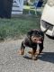 Rottweiler Puppies for sale in Willards, MD 21874, USA. price: $2,000