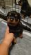 Rottweiler Puppies for sale in Avondale, AZ 85323, USA. price: $2,000