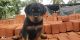 Rottweiler Puppies for sale in Hirejamburu, Karnataka 577428, India. price: 15 INR