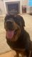 Rottweiler Puppies for sale in Goldsboro, NC, USA. price: NA