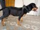 Rottweiler Puppies for sale in Vijaya Nagar, Velachery, Chennai, Tamil Nadu 600042, India. price: 15000 INR