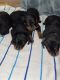 Rottweiler Puppies for sale in Haines City, FL, USA. price: NA