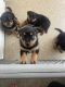 Rottweiler Puppies for sale in South Los Angeles, Los Angeles, CA, USA. price: NA