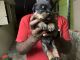 Rottweiler Puppies for sale in Velachery, Chennai, Tamil Nadu, India. price: 25000 INR