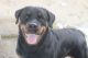 Rottweiler Puppies for sale in Njarackal, Vypin, Kerala, India. price: 30000 INR