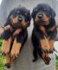 Rottweiler Puppies for sale in Gaurav Nagar, Phase 7, J. P. Nagar, Bengaluru, Karnataka 560078, India. price: NA
