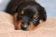 Rottweiler Puppies for sale in Albany, NY, USA. price: $1,500
