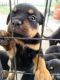 Rottweiler Puppies for sale in 10996 SW 239th Terrace, Homestead, FL 33032, USA. price: $500