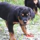 Rottweiler Puppies for sale in Coshocton County, OH, USA. price: NA