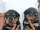 Rottweiler Puppies for sale in Hyderabad, Telangana, India. price: 19000 INR