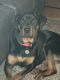 Rottweiler Puppies for sale in Topeka, KS, USA. price: $350