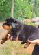 Rottweiler Puppies for sale in Murphy, NC 28906, USA. price: NA