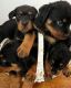 Rottweiler Puppies for sale in Providence, RI, USA. price: $3,000