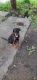 Rottweiler Puppies for sale in Moradabad, Uttar Pradesh, India. price: 15000 INR