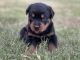 Rottweiler Puppies for sale in San Antonio, TX, USA. price: $1,200