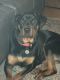 Rottweiler Puppies for sale in Topeka, KS, USA. price: $350