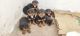 Rottweiler Puppies for sale in Gokhalenagar, Pune, Maharashtra, India. price: 15000 INR
