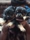 Rottweiler Puppies for sale in Seal Lane, Tangra, Kolkata, West Bengal, India. price: 10000 INR