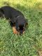 Rottweiler Puppies for sale in Eagle Rock, Los Angeles, CA, USA. price: NA